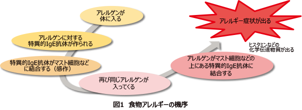 図1 食物アレルギーの機序