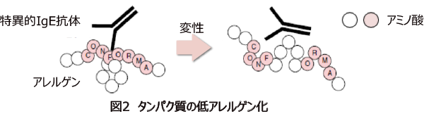 図2 タンパク質の低アレルゲン化