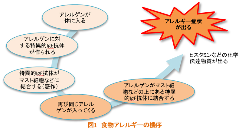 食物アレルギーの機序
