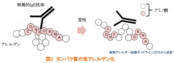 食物アレルゲンについて